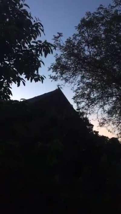 Zwei junge Waldohreneulen, die uns vom schlafen abgehalten haben. Außerdem ein paar echt laute Frösche.