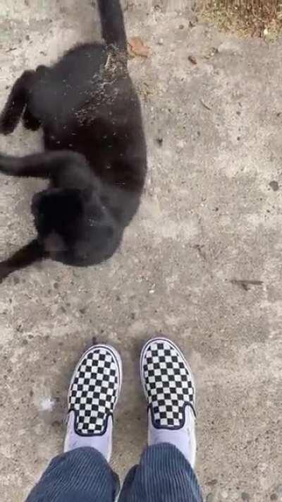 came across this cutie on my walk this morning! so full of love i hope they have a home