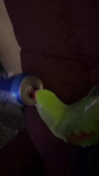 PopBirb