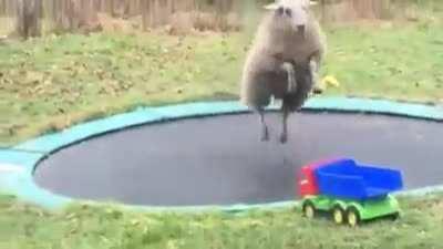 Playful sheep discovers how to use a trampoline