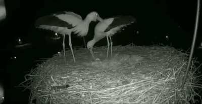 🔥 A stork couple celebrating their first egg🔥