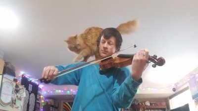 I see your cats in cases, and raise you... Whatever this is (sorry, bad playing 🤣)