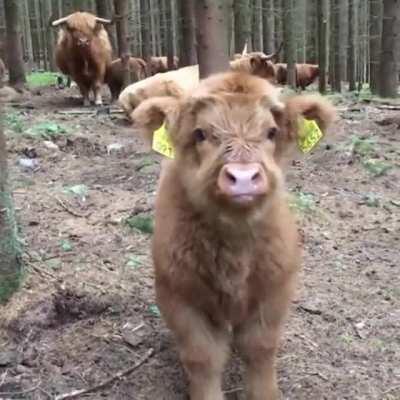 Adorable fluffy baby cow