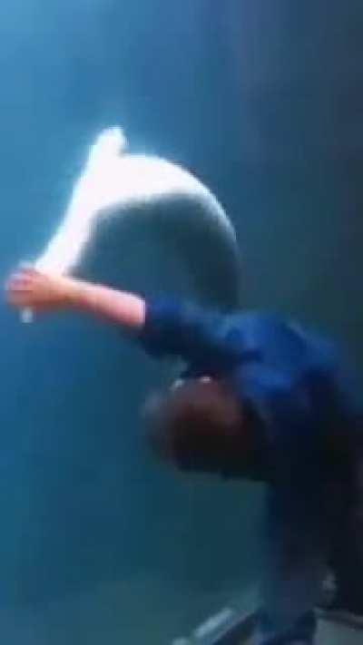 InNoCeNt SeAl bRuTallY kIllEd By A ChiLd