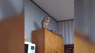 Barn Owl on something else…