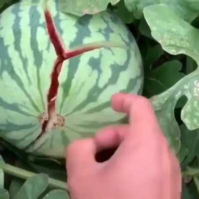 Easy way to split a melon