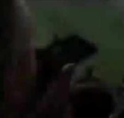 when the match is too boring