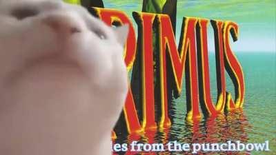 The cat do be jamming tho