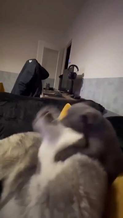 OMG, what is this animal