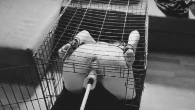 Little British pet well tamed enjoys her owner's visit 