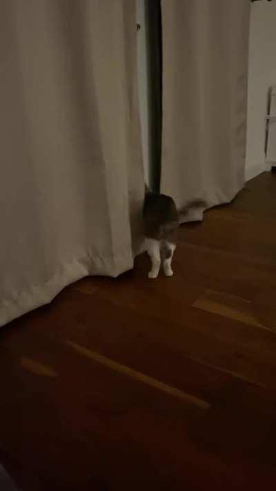 Smol criminal learning “how to cat” from mom. This lesson is titled “hide, sneak attack, escape”. Perhaps the most important of all lessons? We shall see what she has in store next for this little inmate.