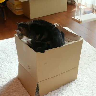 Maru and a box