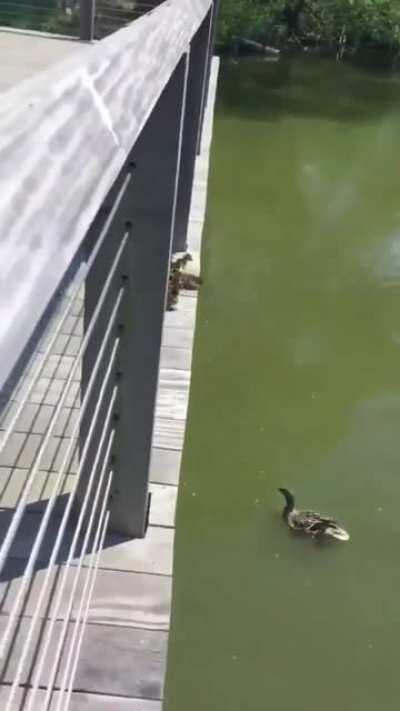 Family of ducks jumping into the pond in Southampton, NY
