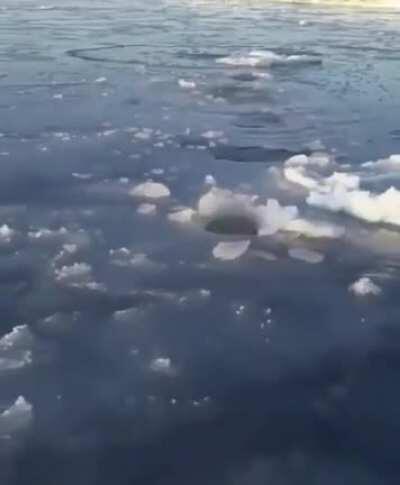 A mother polar bear breaking through thin ice at different intervals so her cub can stop to breathe