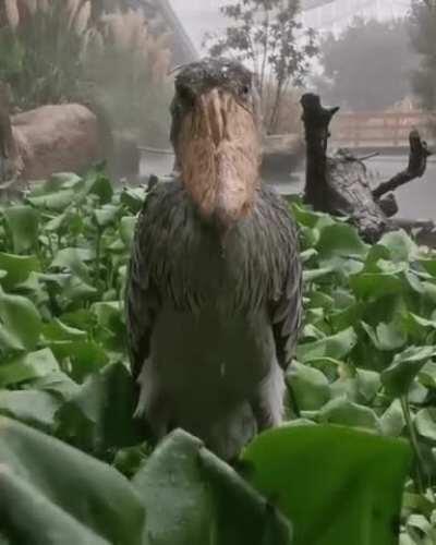 Shoebill stork stands still in the rain, staring at you judgementally