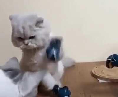 Meowkey see, Meowkey do....