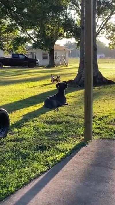 Neighbor's new puppies were not prepare for how big their new friend is!