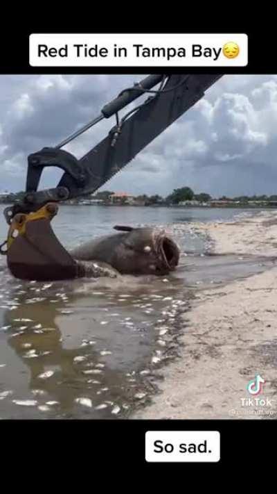 Goliath grouper dead from Red Tide in Tampa Bay Florida. Red tides are toxic algae blooms caused by fertilizer runoff.