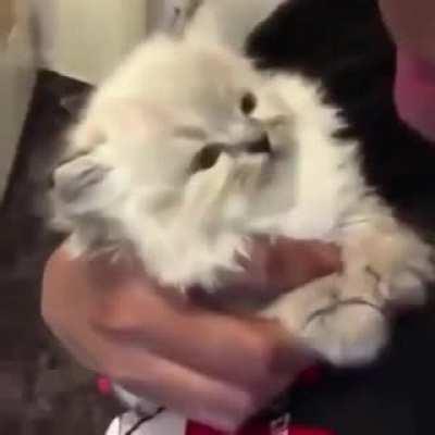 The most important video of today