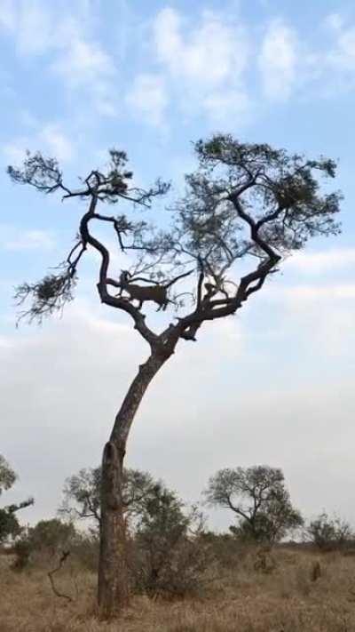 🔥 A leopard chasing a monkey on top of a tree