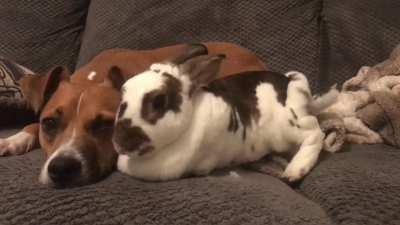 Maple lovin’ up on her dog friend