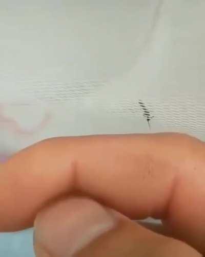 Hungry Mosquito Being Teased