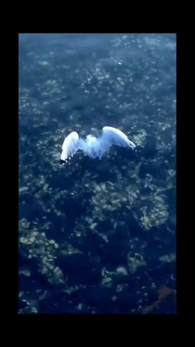 Octopus drowns seagull before eating it