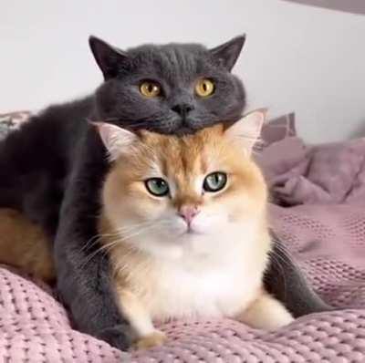 Guess I can't leave then.