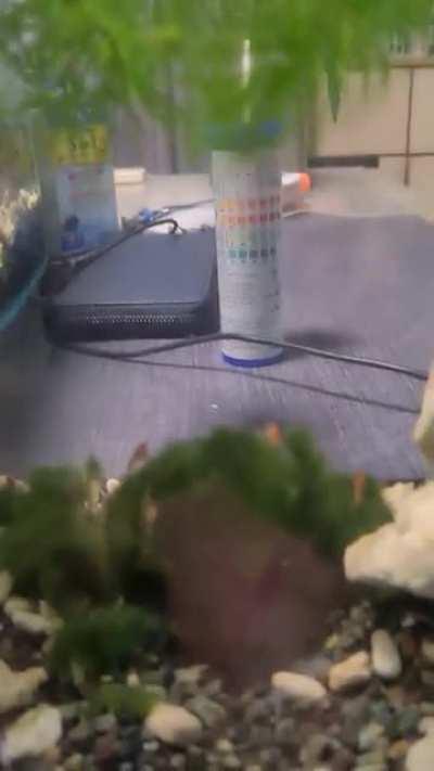 Here's the daddy being very concerned for his babies