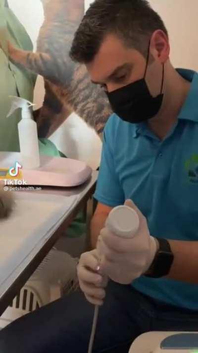 Ultrasound report: not pregnant, just a chonk.