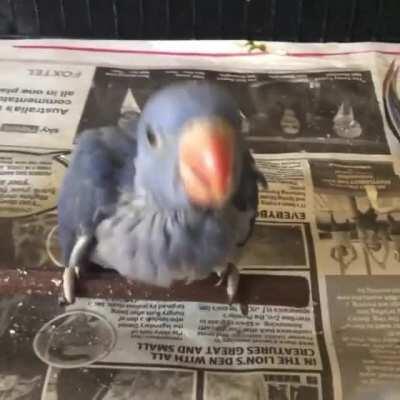 These two are dancing to music only they can hear and it's....off putting yet adorable