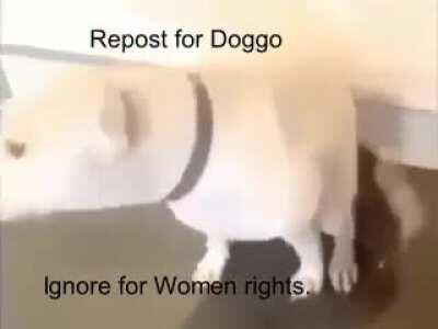 Repost for DOGGO