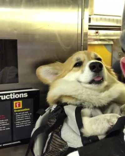 Корги в Нью-Йоркском метро