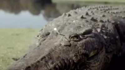 Skippity bop m dadda