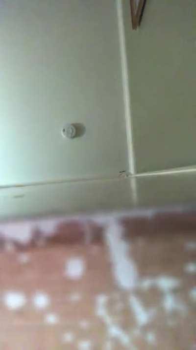 Tiny assassin is coming for you