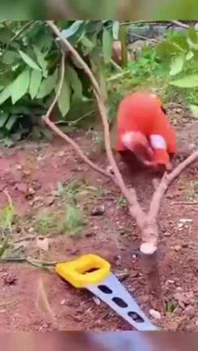 What Brazilians are doing to the Amazon ecosystem.