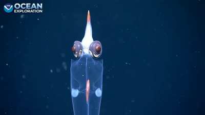 This glass squid is actually insane