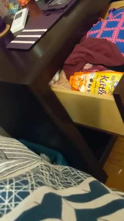 Treat hiding: human 0, cat 1