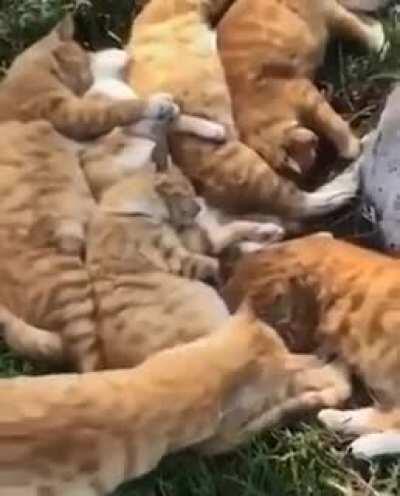 Ginger Boss Threw The Biggest Snuggle Party Ever