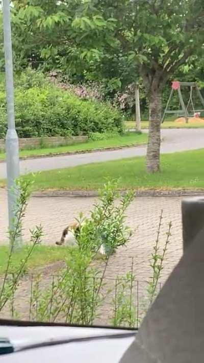 My cat Alma and her cloth.