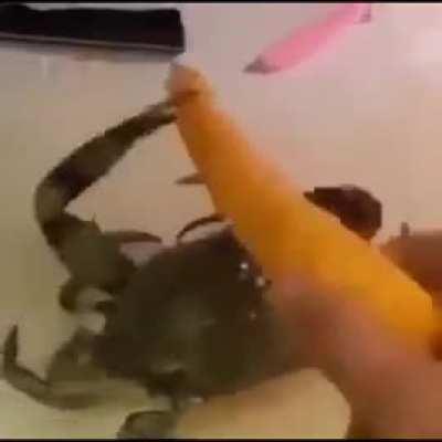 Losercity crab