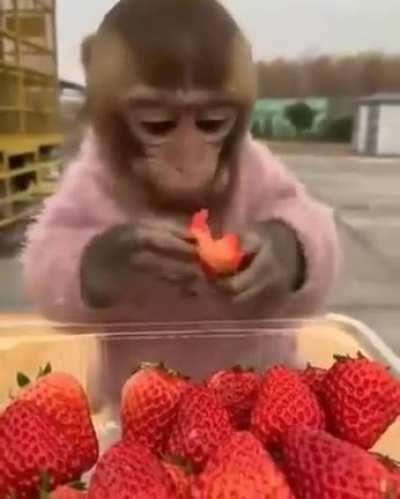 Monke eatimg strawberry