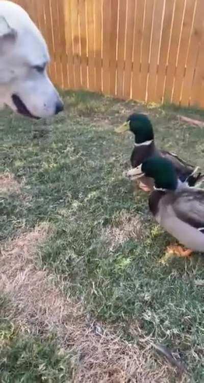 Just a friendly game of Duck Duck Goose
