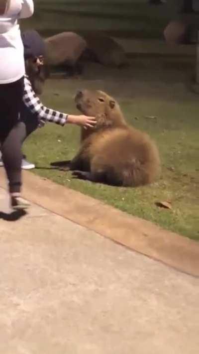Coconut doggo getting scritches