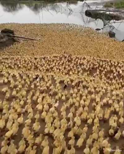 Never seen anything like this.