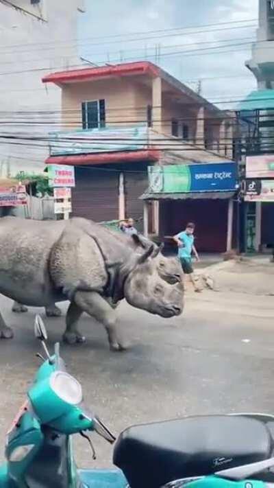 Pair of Big Boyes strolling through a town in Nepal