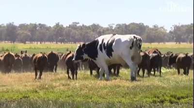 Big Cow named Knickers