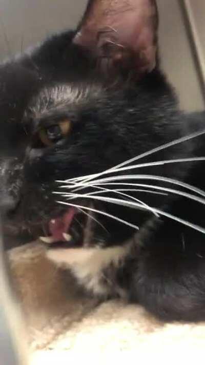 This is Osbourne; he was rescued from a hoarder. He loves attention after weeks of only hiding under his bed. He’s a loud snugglebutt now!