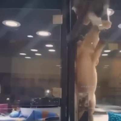 Kitten visiting a neighbor's house