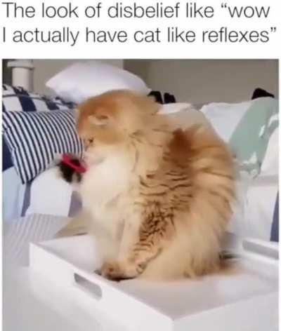 That cat is not even sure it is a cat.